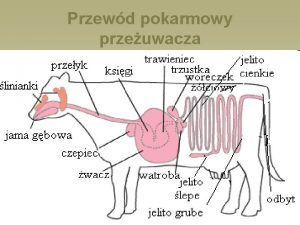 Przewd pokarmowy przeuwacza Przewd pokarmowy krowy pojemno cakowita