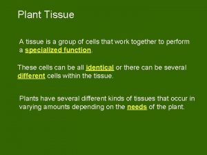Plant Tissue A tissue is a group of