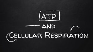 ATP and Cellular Respiration What is ATP Adenosine