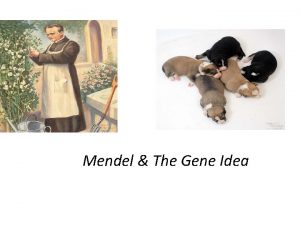 Mendel The Gene Idea Gregor Mendel Modern genetics