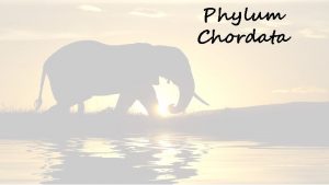 Phylum Chordata Chordate Characteristics Dorsal Nerve Cord Anterior