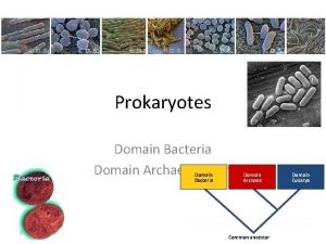 Prokaryotes Domain Bacteria Domain Archaebacteria Domain Bacteria 2007