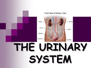 THE URINARY SYSTEM THE URINARY SYSTEM OBJECTIVES n