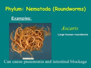 Phylum Nematoda Roundworms Examples Ascaris Large human roundworm