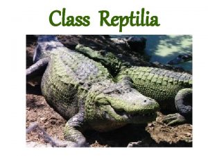 Class Reptilia Kingdom Animalia Phylum Chordata Subphylum Vertebrata
