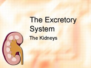 The Excretory System The Kidneys Excretion Waste that