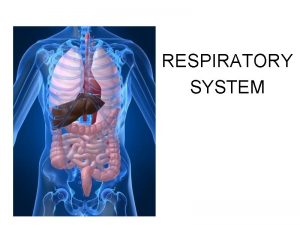 RESPIRATORY SYSTEM PRIMARY FUNCTIONS Exchange gases oxygen and