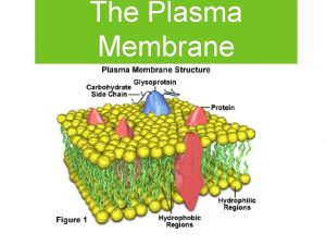 The Plasma Membrane Who has a plasma membrane