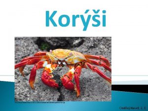 Kori http happytobehomeless comwpcontentuploads201205Sally Lightfoot Crab jpg Ondej