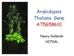 Arabidopsis Thaliana Gene AT 5 G 58610 Nancy