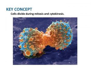 KEY CONCEPT Cells divide during mitosis and cytokinesis
