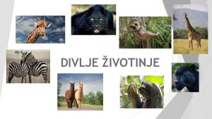 DIVLJE IVOTINJE ZEBRA Zebra je naziv za nekoliko