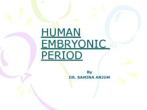 HUMAN EMBRYONIC PERIOD By DR SAMINA ANJUM DERIVATIVES