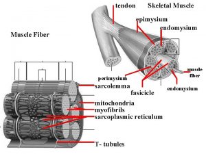 tendon Skeletal Muscle epimysium endomysium Muscle Fiber perimysium