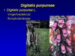 Digitalis purpureae Digitalis purpurea L Vingerhoedskruid Scrophulariaceae Digitalis