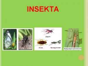 INSEKTA Klasifikasi Kingdom Animalia Phylum Arthropoda Klas InsectaHexapoda