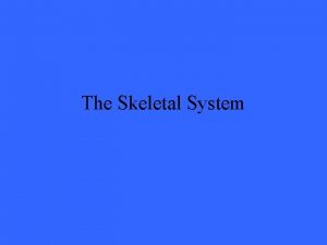 The Skeletal System The Skeleton System Bones protect