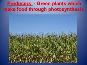 Producers Green plants which make food through photosynthesis
