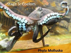 Stage 5 Coelom Phyla Molluska A The Mollusks