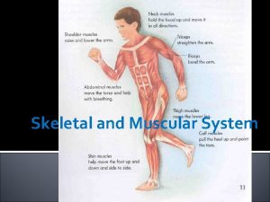 Skeletal and Muscular System Support and Locomotion Function