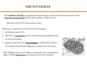 THE NUCLEOLUS The nucleolus nucleoli nonmembrane bound structure