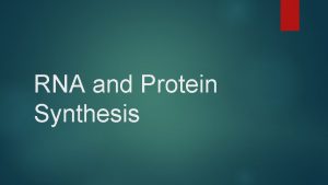 RNA and Protein Synthesis RNA Ribonucleic Acid Contains