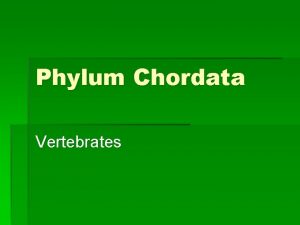 Phylum Chordata Vertebrates Phylum Chordata Reproduction Amniote vertebrates
