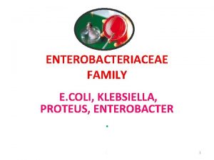 ENTEROBACTERIACEAE FAMILY E COLI KLEBSIELLA PROTEUS ENTEROBACTER 1
