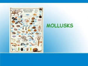 MOLLUSKS characteristics Mollusks are softbodies with hard shells