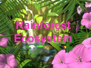 Rainforest Ecosystem Rainforest Lands A tropical rain forest