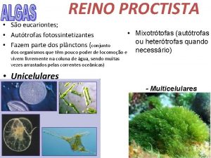 REINO PROCTISTA So eucariontes Auttrofas fotossintetizantes Fazem parte