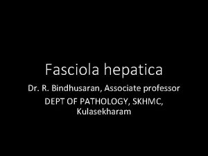 Fasciola hepatica Dr R Bindhusaran Associate professor DEPT