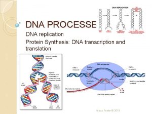 DNA PROCESSES DNA replication Protein Synthesis DNA transcription