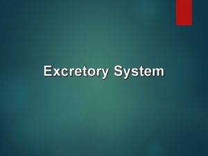 Excretory System Excretory System A system of our
