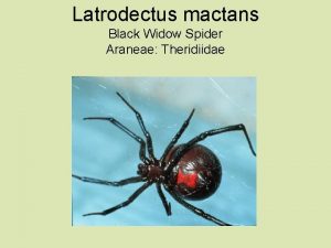 Latrodectus mactans Black Widow Spider Araneae Theridiidae Latrodectus