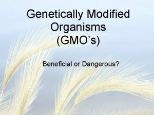 Genetically Modified Organisms GMOs Beneficial or Dangerous What