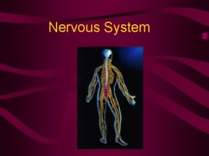 Nervous System 2 Divisions of the Nervous System