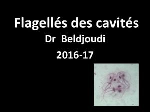 Flagells des cavits Dr Beldjoudi 2016 17 A