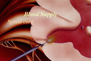 Blood Supply Spinal cord Spinal Cord Vascular Supply