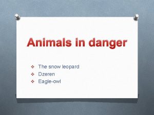 Animals in danger v The snow leopard v