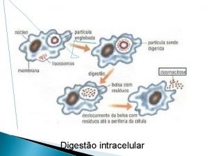 Digesto intracelular Sistema digestrio incompleto Sistema digestrio completo