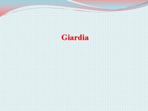 Giardia Hazard Identification What is Giardia Giardia is
