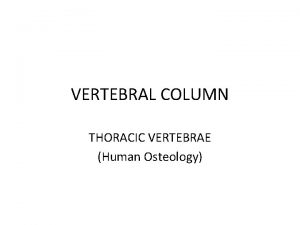 VERTEBRAL COLUMN THORACIC VERTEBRAE Human Osteology Typical T