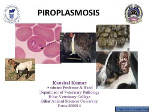 PIROPLASMOSIS Kaushal Kumar Assistant Professor Head Department of