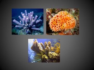 Phylum Porifera fera means bearing Pore bearing Sponges