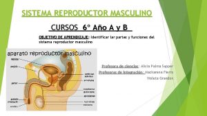 SISTEMA REPRODUCTOR MASCULINO CURSOS 6 Ao A y