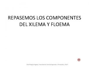 REPASEMOS LOS COMPONENTES DEL XILEMA Y FLOEMA Morfologa