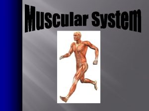 MUSCLES Approximately 40 of your body weight Approximately