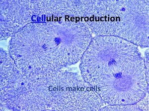 Cellular Reproduction Cells make cells th Period 6
