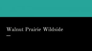 Walnut Prairie Wildside Siberian Bengal Tiger The Siberian